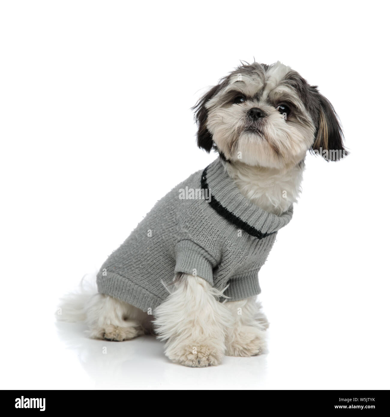 Side view shih tzu sitting hi-res stock photography and images - Alamy