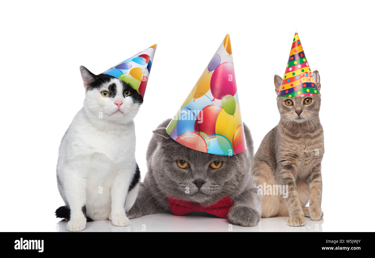 Chắc hẳn ai cũng yêu thích những chú mèo đáng yêu, khiến người xem cảm thấy vui vẻ và thư giãn. Hãy cùng xem những hình ảnh của những chú mèo sinh nhật để tạo nên một bữa tiệc sinh nhật thật vui nhộn và đáng nhớ cho mọi người.