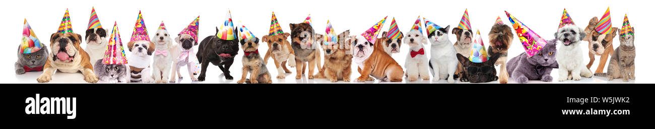 team of many cats and dogs wearing birthday hats while standing ...