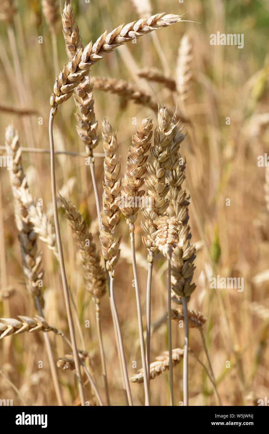 Goldritter, Weizenart, Weizen, Triticum, Stock Photo
