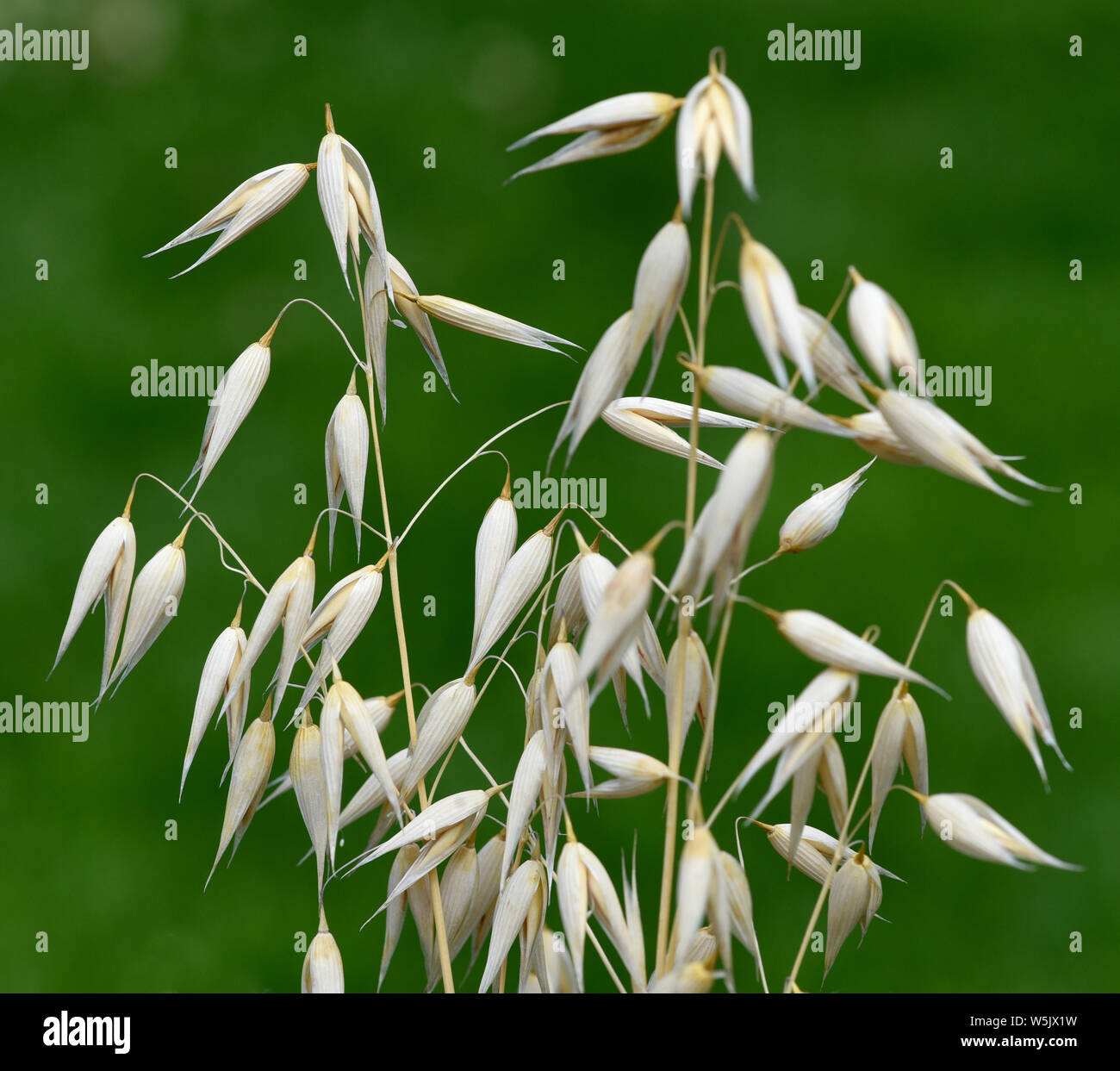 Hafer, Avena, sativa, Haferkorn Stock Photo