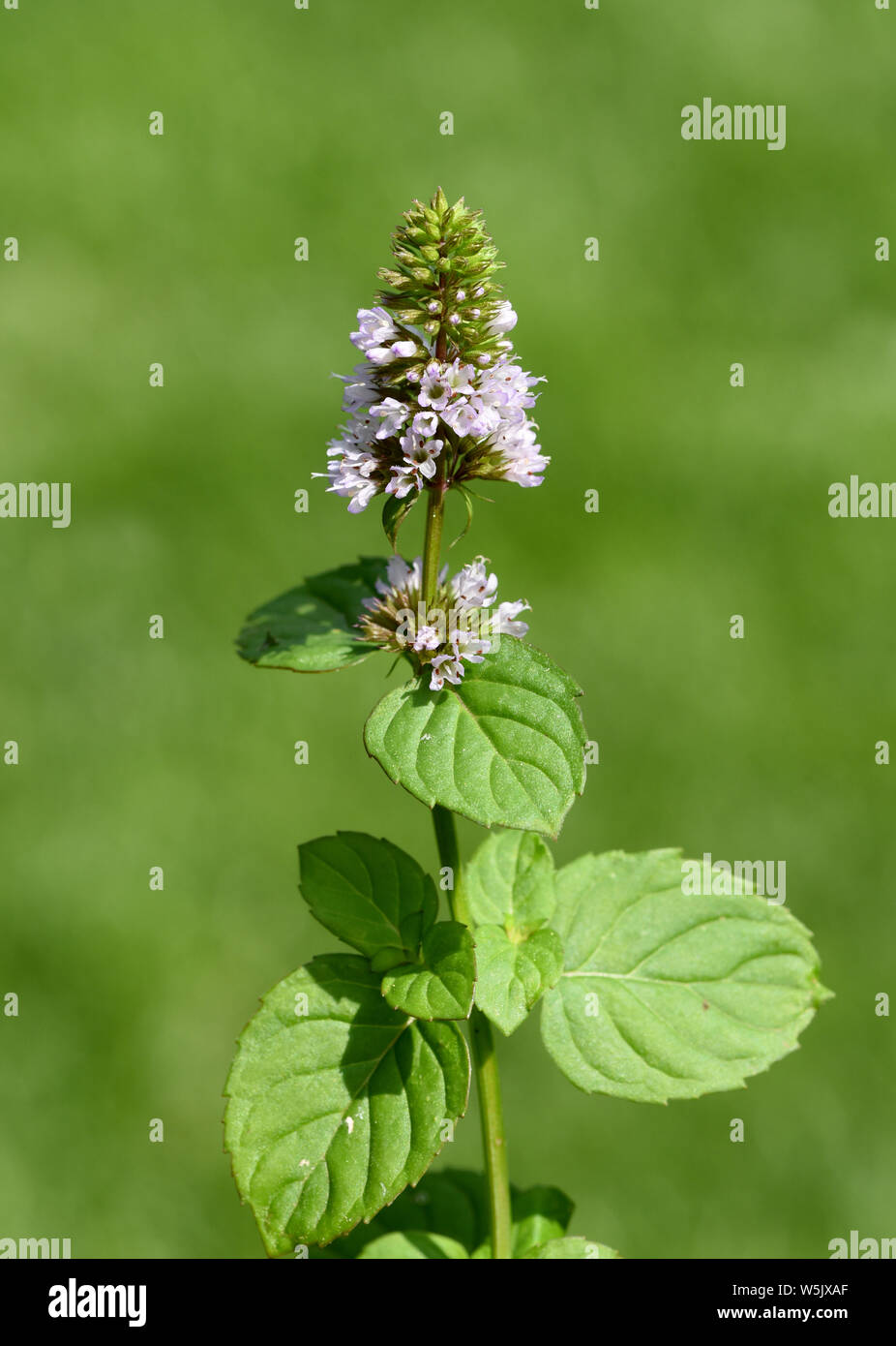 Menta piperita mandarina-mentha piperita