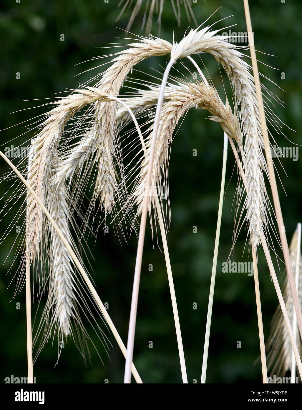 Roggen, Roggenaehren, Secale, Cereale Stock Photo