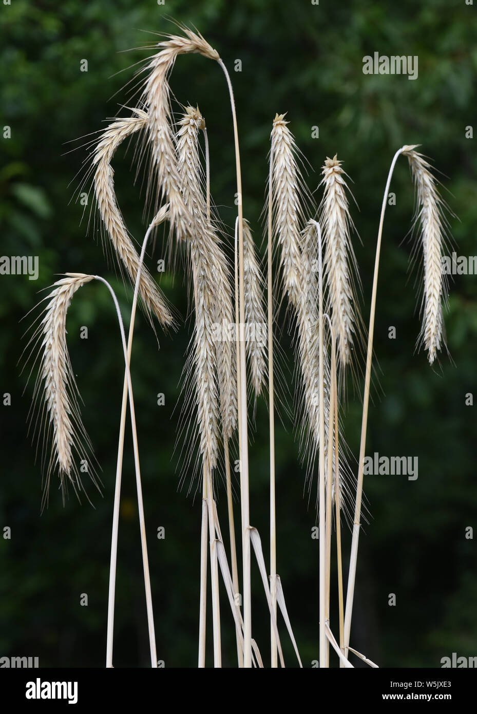 Roggen, Roggenaehren, Secale, Cereale Stock Photo