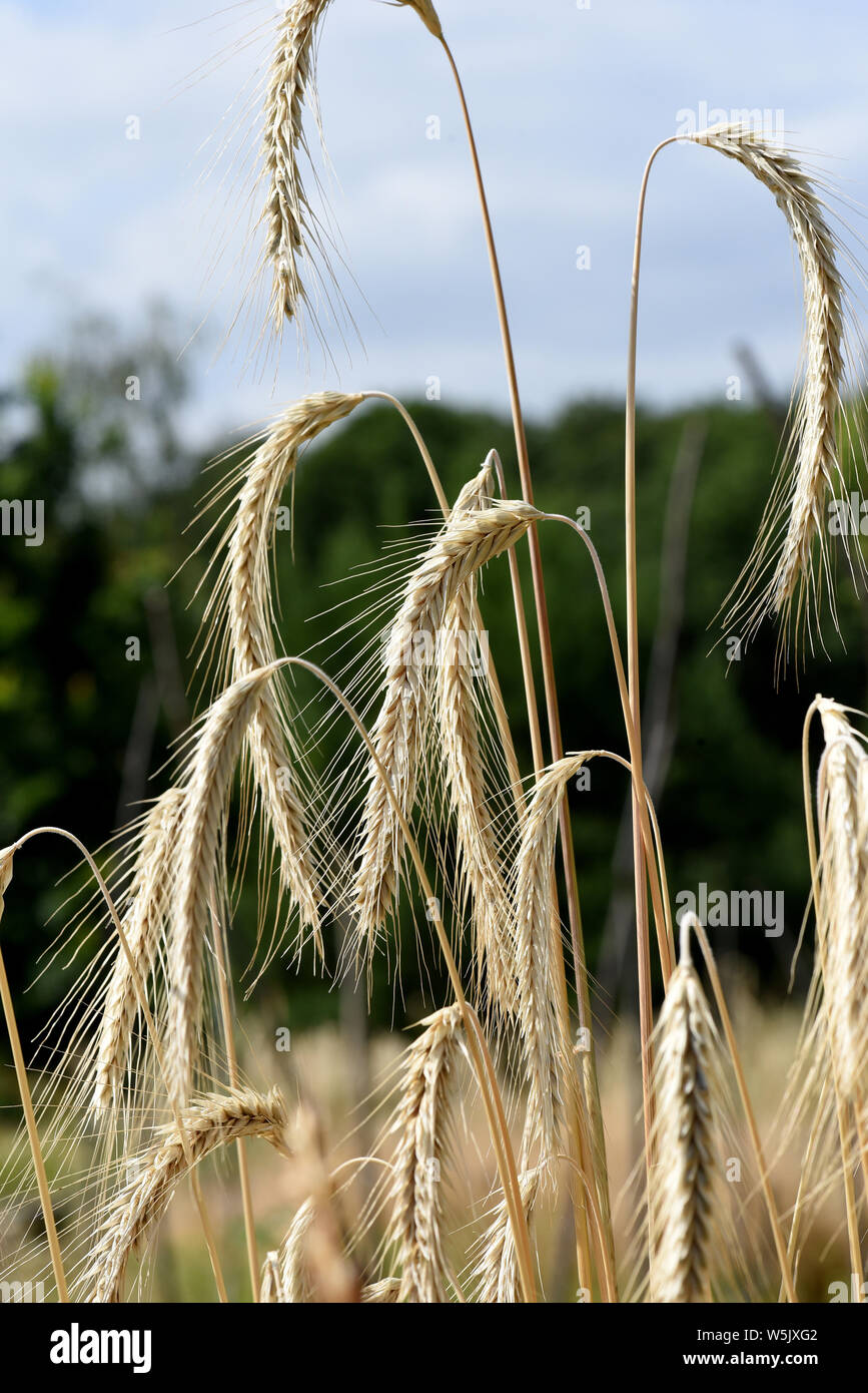 Roggen, Roggenaehren, Secale, Cereale Stock Photo