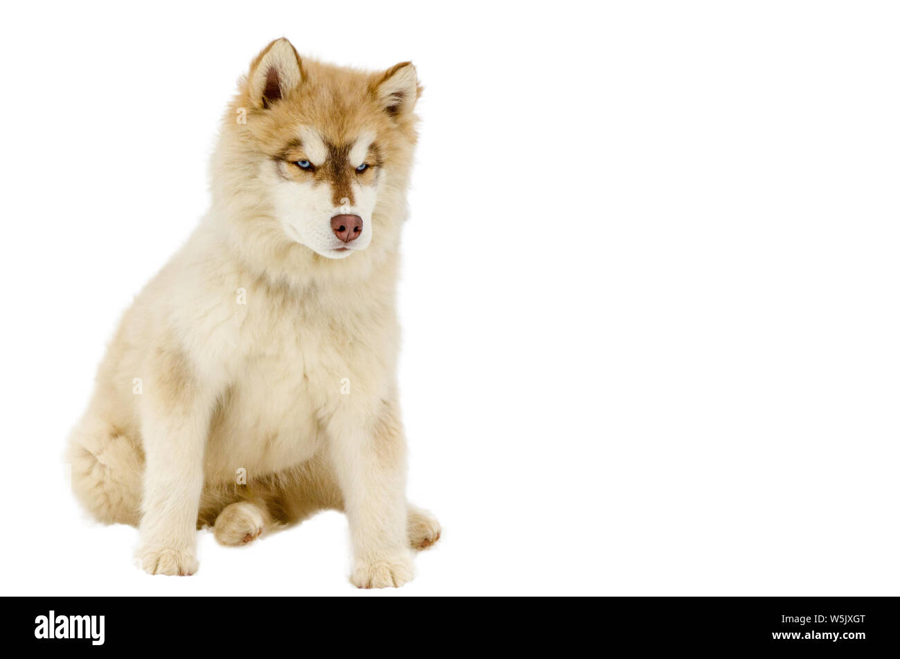 Can Full Blooded Huskies Have Brown Eyes