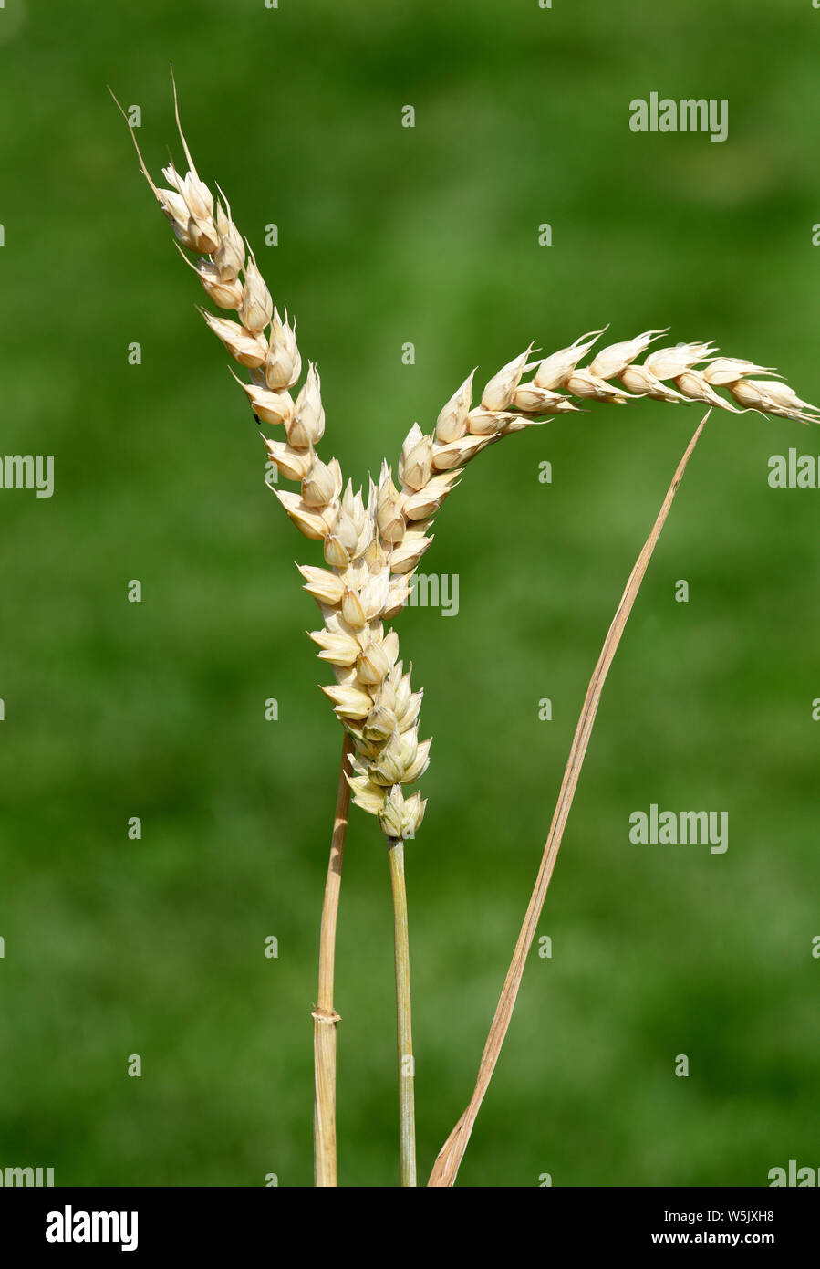 Weizenaehren, Weizenkoerner, Weizen, Triticum, aestivum Stock Photo