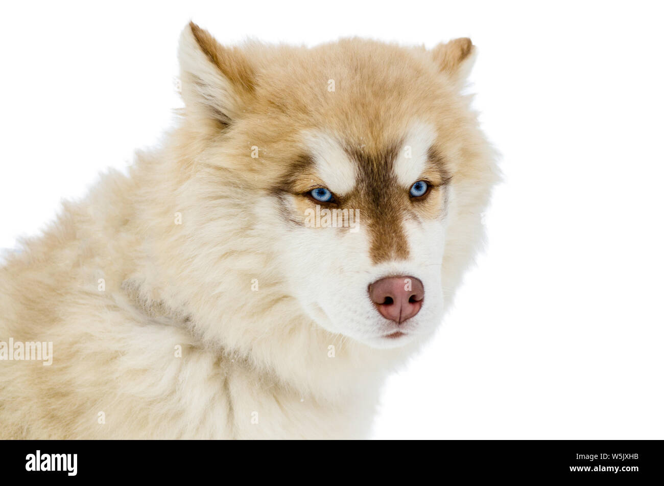 White fur hotsell blue eyed husky