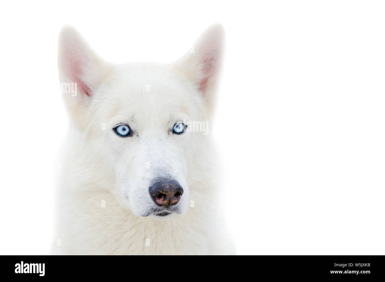 Pure white hotsell husky blue eyes