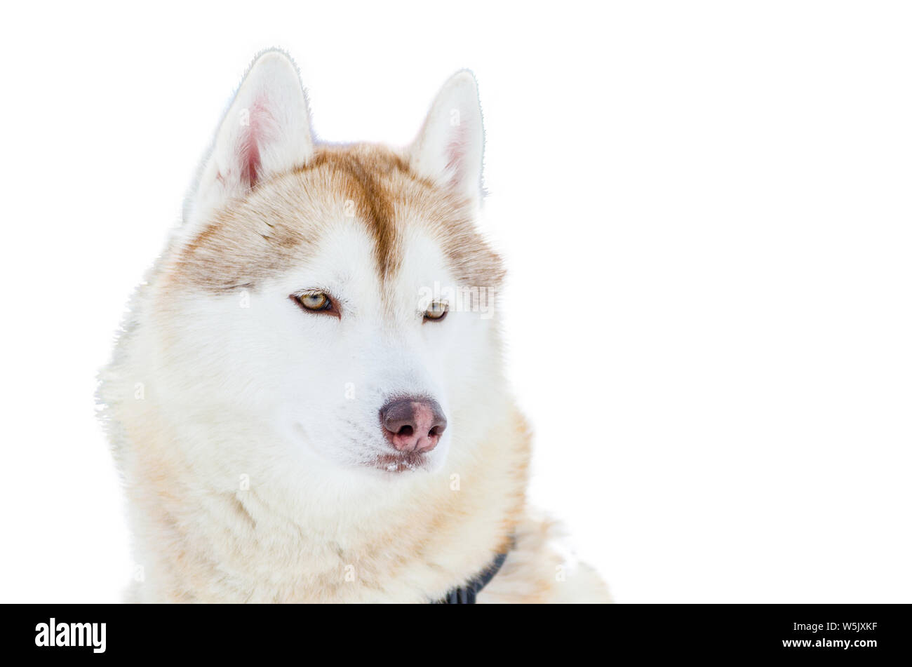 Blue Wolf Eyes Stock Photos Blue Wolf Eyes Stock Images Page 2