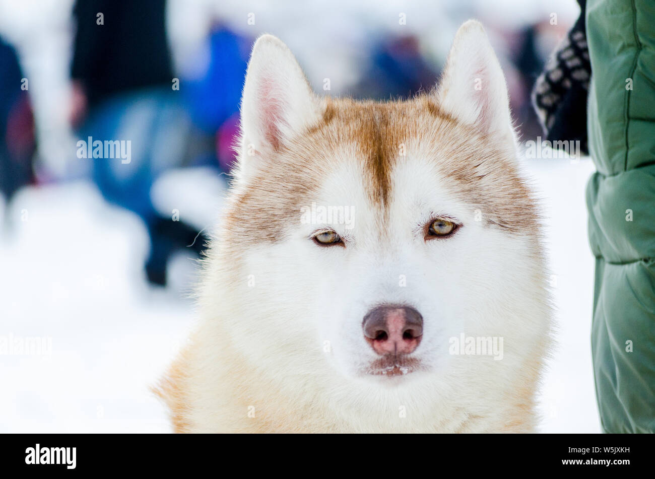 One Siberian Husky Dog With Blue Eyes Looks Around Close Up Husky Breed Portrait Husky Dog Has Brown And White Fur Color Stock Photo Alamy