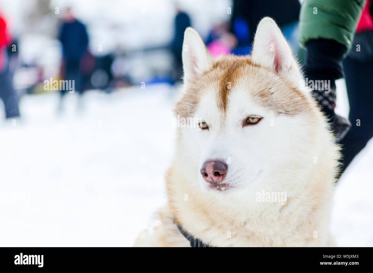 One Siberian Husky Dog With Blue Eyes Looks Around Close Up Husky Breed Portrait Husky Dog Has Brown And White Fur Color Stock Photo Alamy