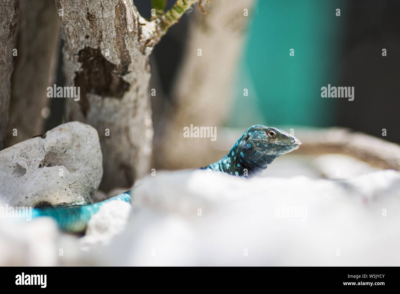 whiptail lizards on the beach of Aruba Stock Photo
