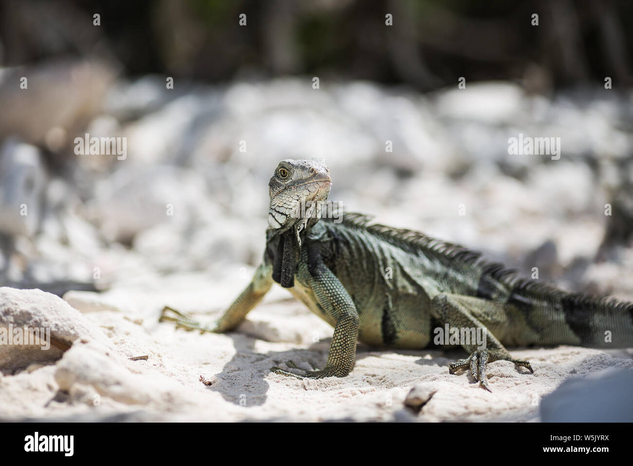Iguana Iguana, bekannt als Grüner Leguan auf der karibischen Insel Aruba Stock Photo