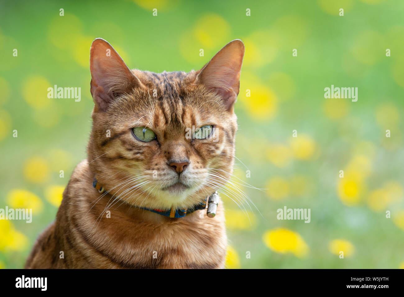 Bengal cross cat looking towards camera Stock Photo Alamy