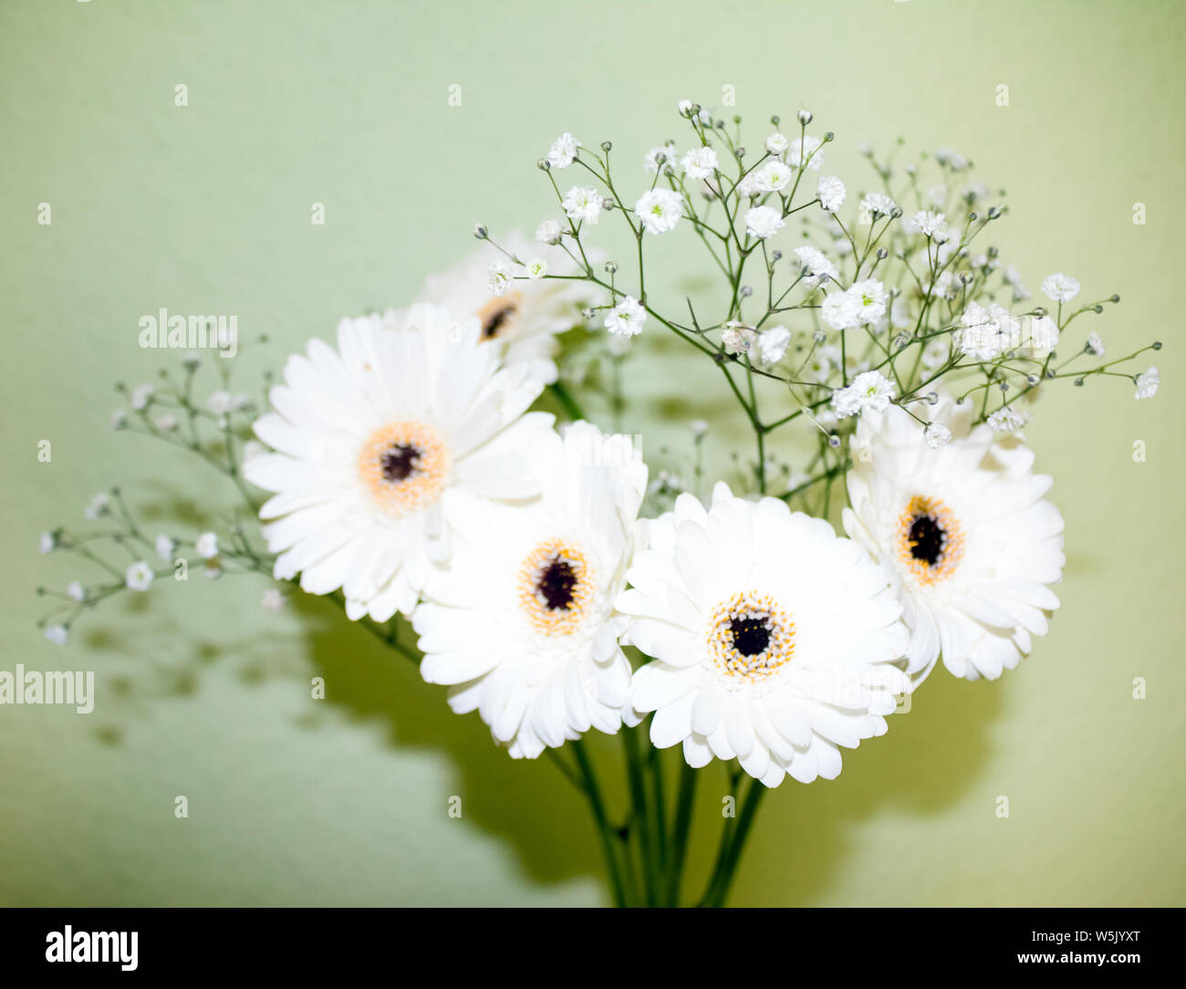 white flowers in vase , blurred selective focus. Stock Photo
