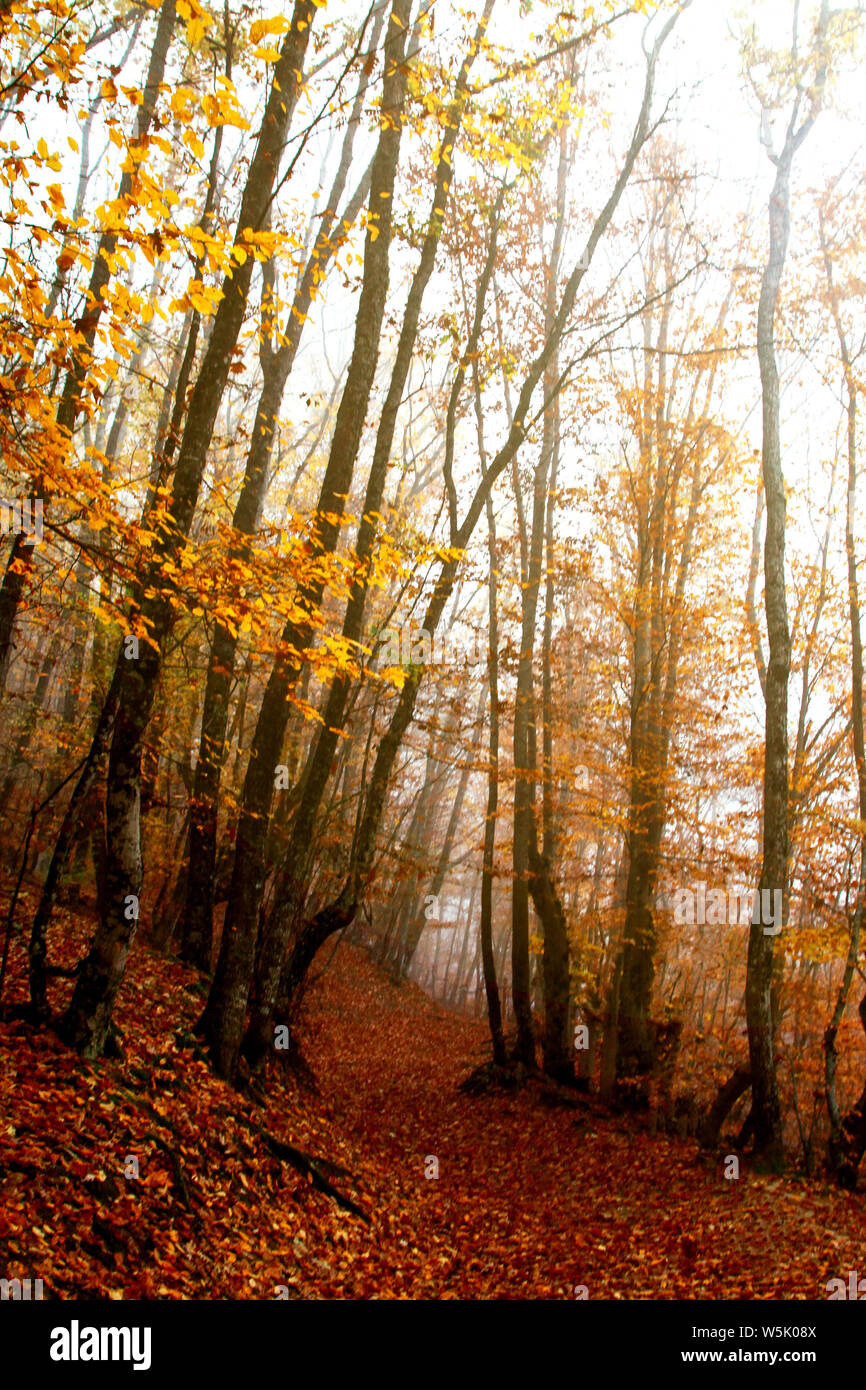 Mysterious Autumn Forest In The Fog Fallen Leaves Forest Trail Stock Photo Alamy