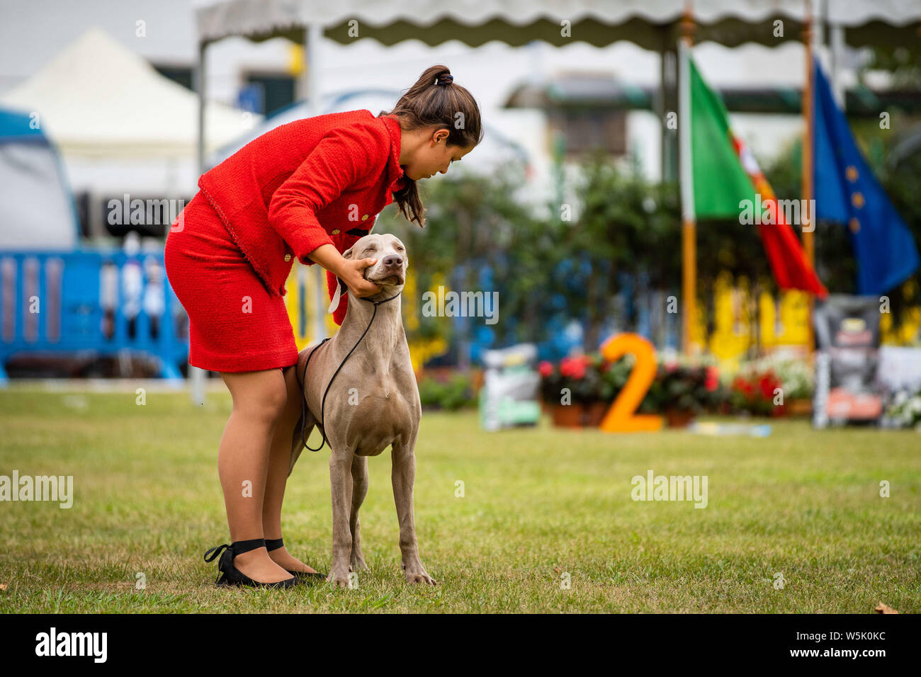 national dog show weimaraner
