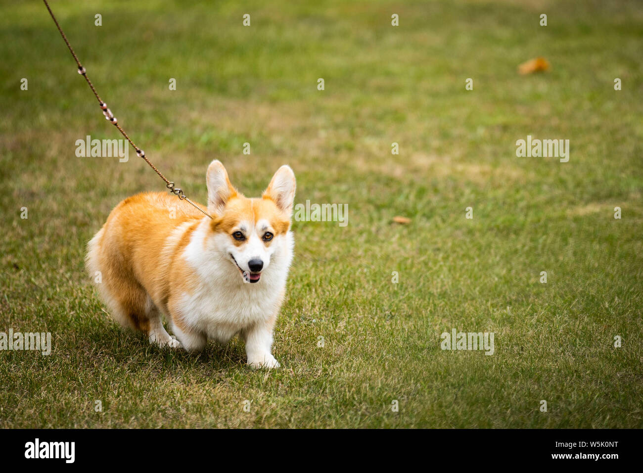 July 27, 2019, Lisbon, Portugal: Welsh Corgi Pembroke in action during the 38th National Dog Show of Sintra and 36th International Canine Exhibition in Lisbon. Credit: Henrique Casinhas/SOPA Images/ZUMA Wire/Alamy Live News Stock Photo