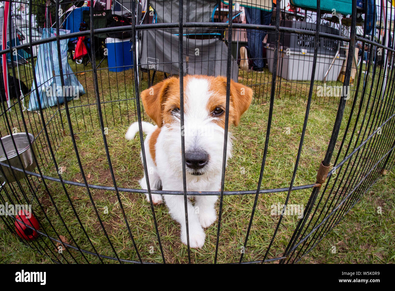 July 27 2019 Lisbon Portugal Jack Russell Terrier in action