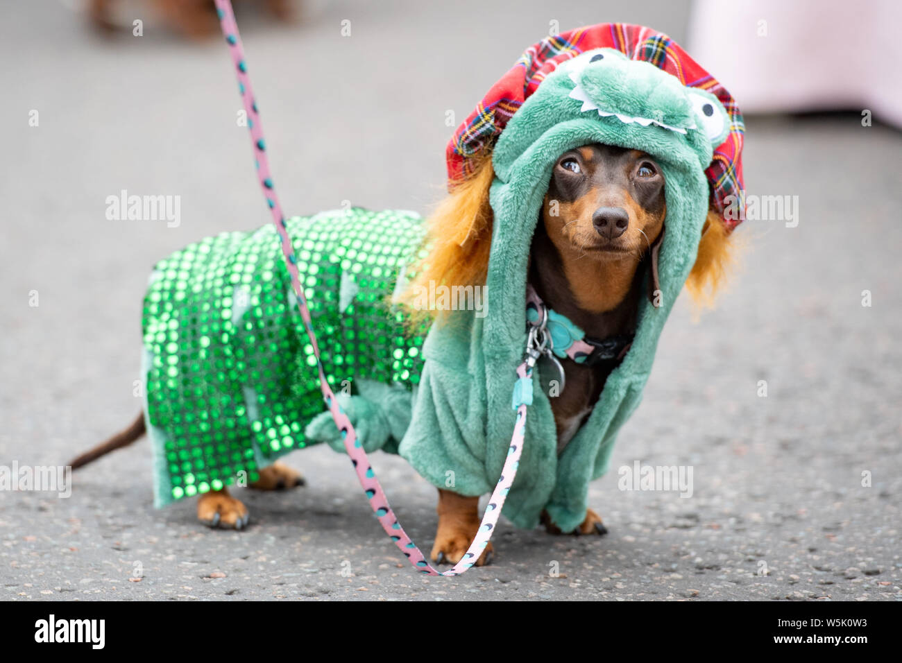 Dachshund fancy dress top