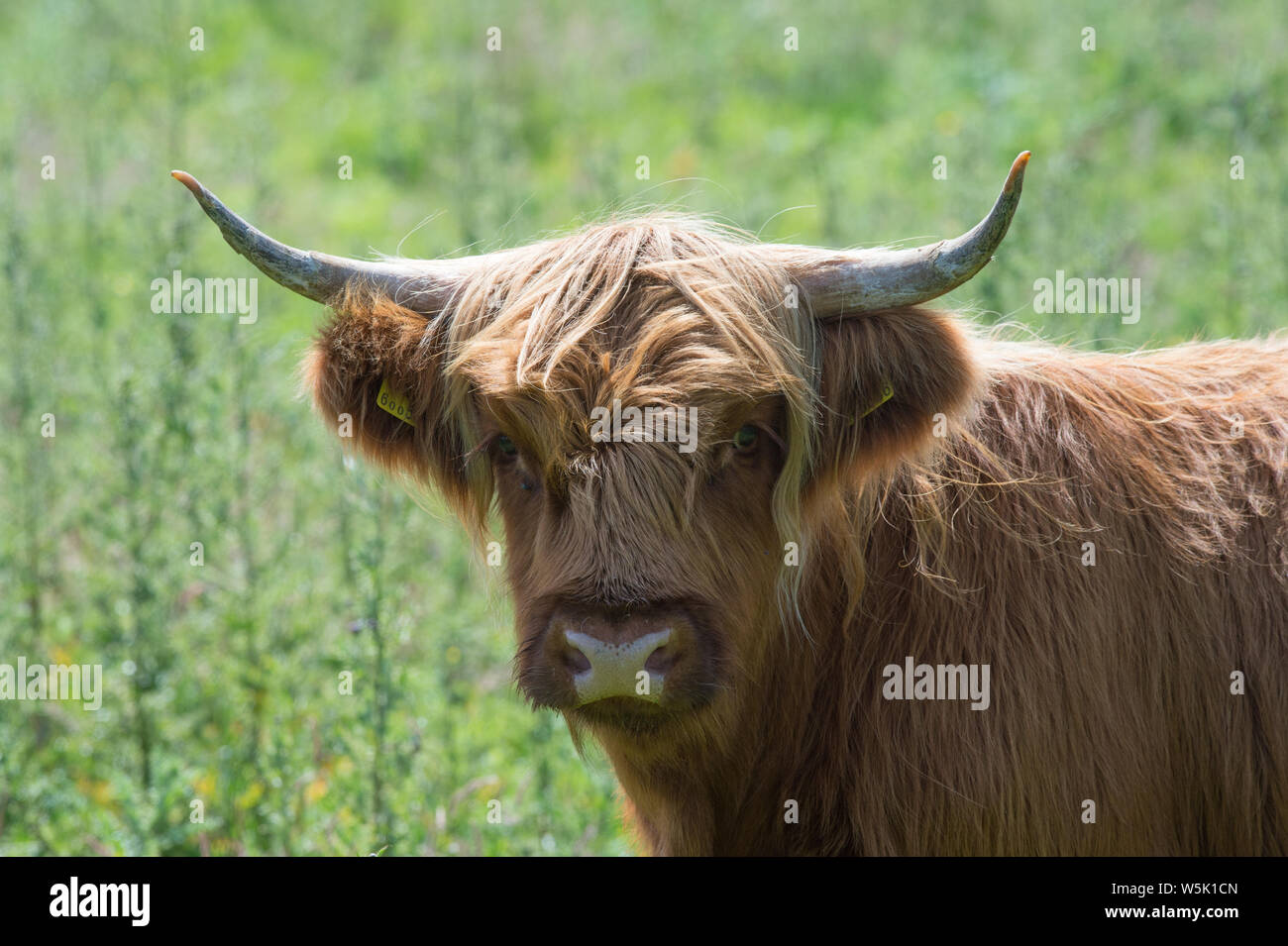 Highland cow calf on the Isle of Mull, Scotland, UK Stock Photo - Alamy