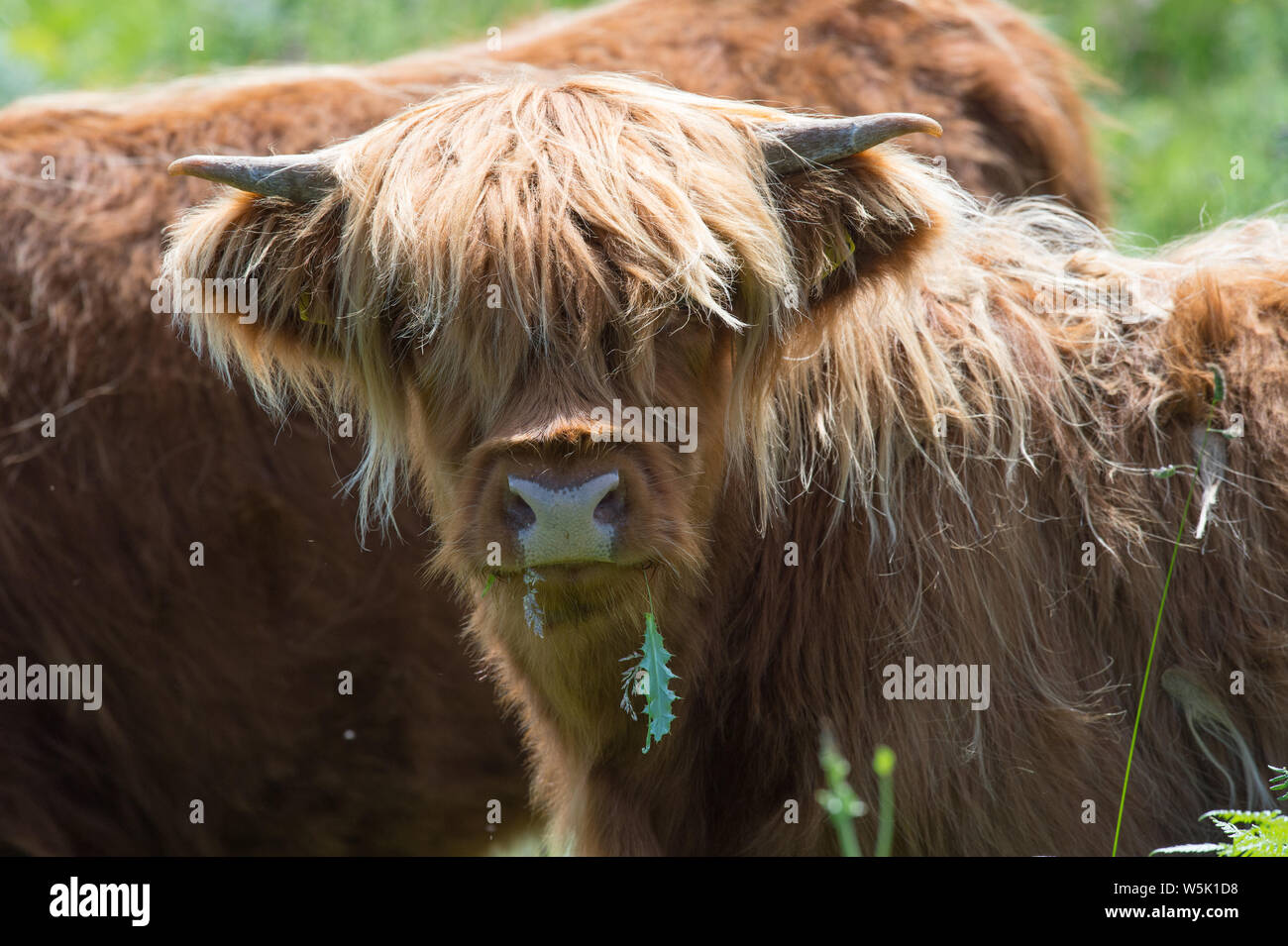Highland cow calf on the Isle of Mull, Scotland, UK Stock Photo - Alamy