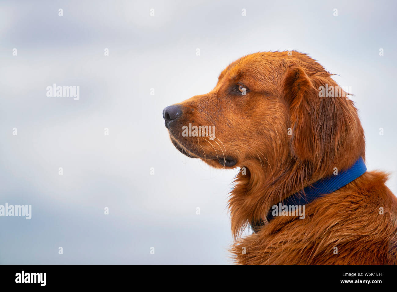 Close Up Side View Of A Golden Retriever Dog Stock Photo Alamy