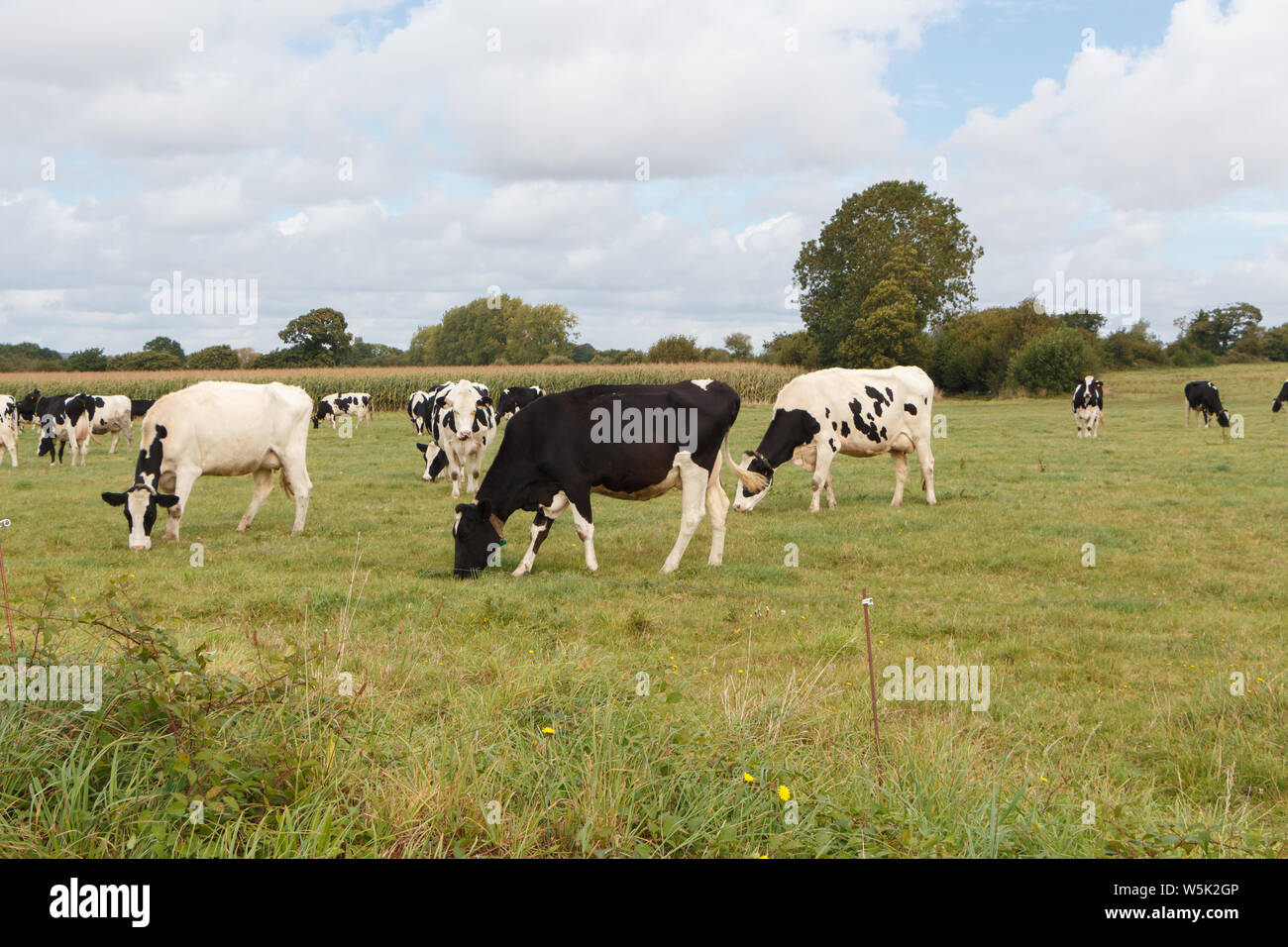 Black and white Holstein cows grazing in a field in Brittany Stock ...