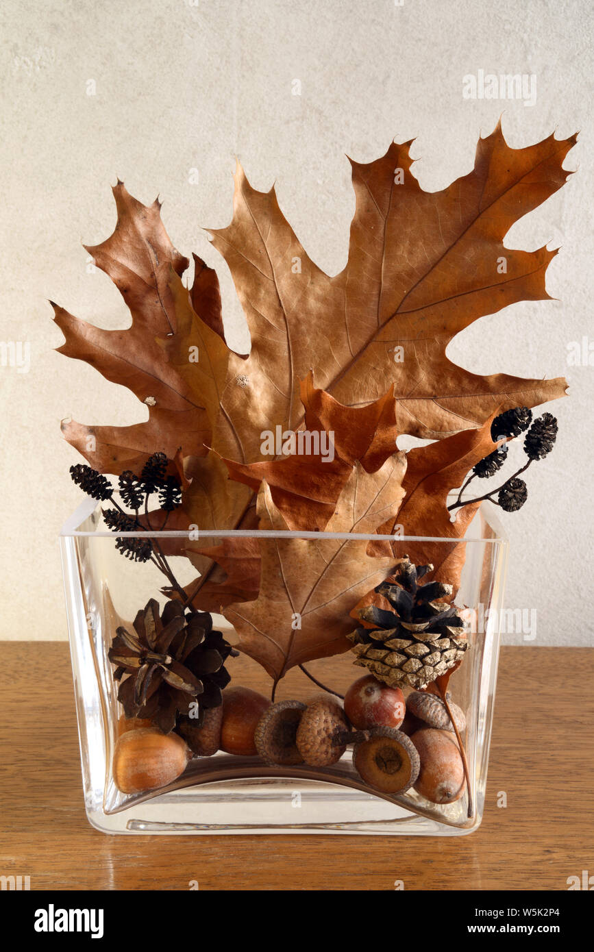 Autumnal home decor of golden and brown dry leaves, cones and acorns in modern glass vase on wall background Stock Photo