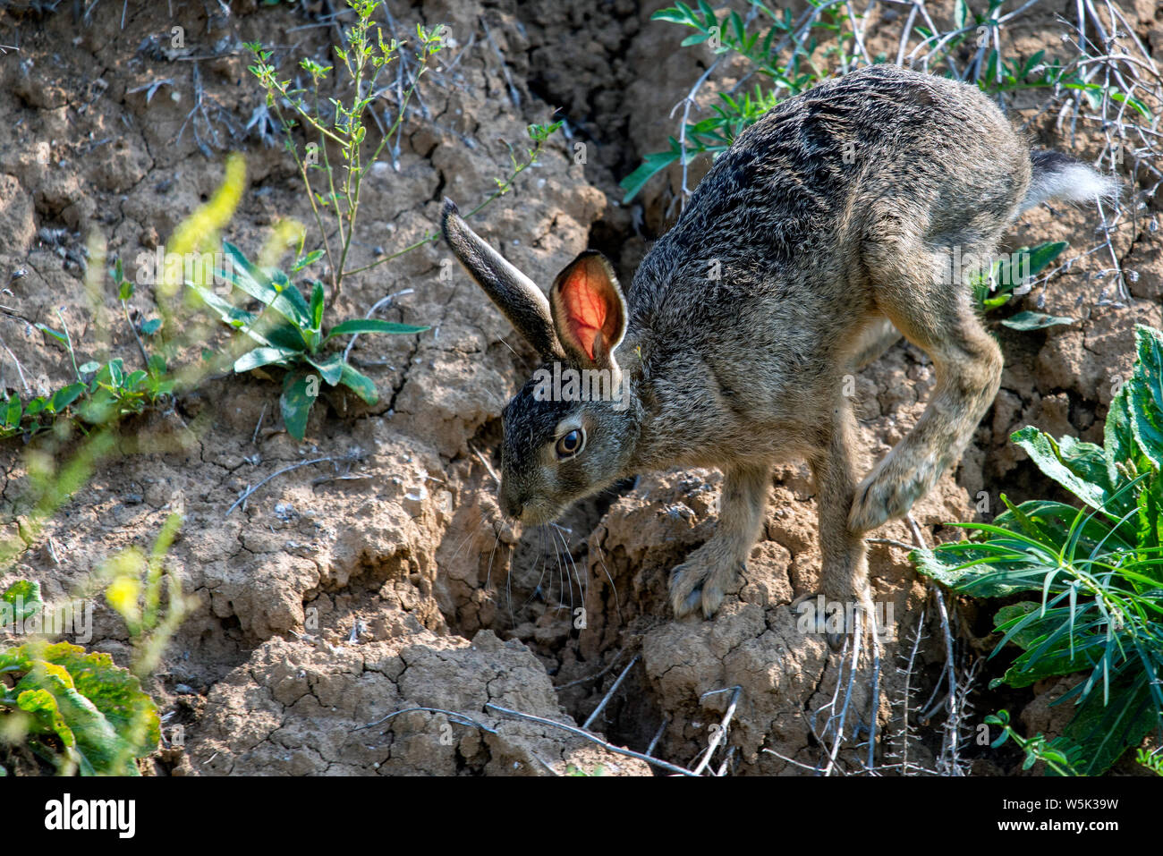 Brown hare or lepus europaeus on ground or rock. Stock Photo