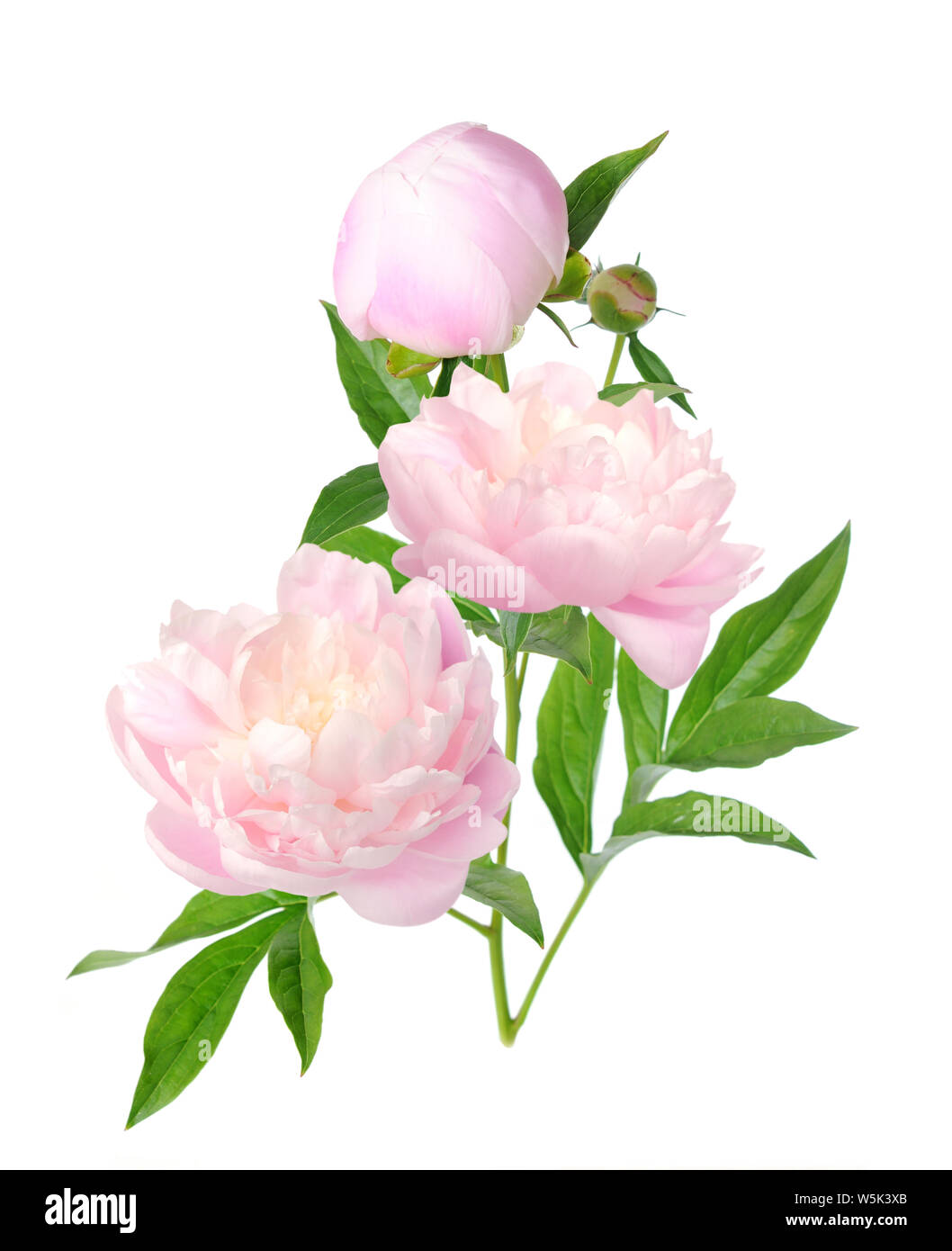 a pretty blooming peony flower branch isolated on white Stock Photo