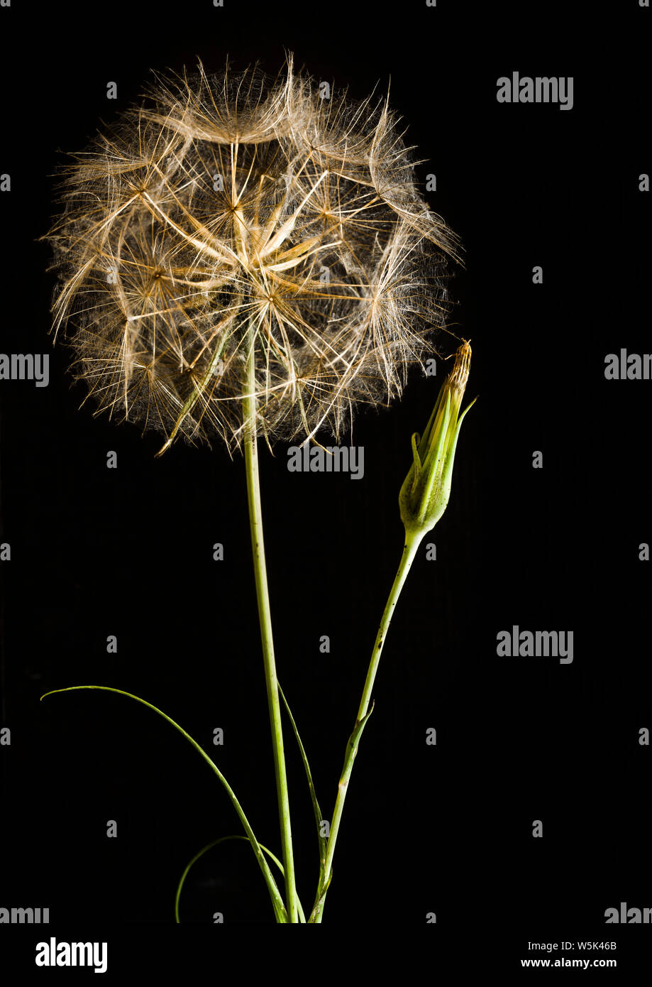 Seed head and spent flower of Meadow Salsify (Tragopogon pratensis) against a black background. Stock Photo