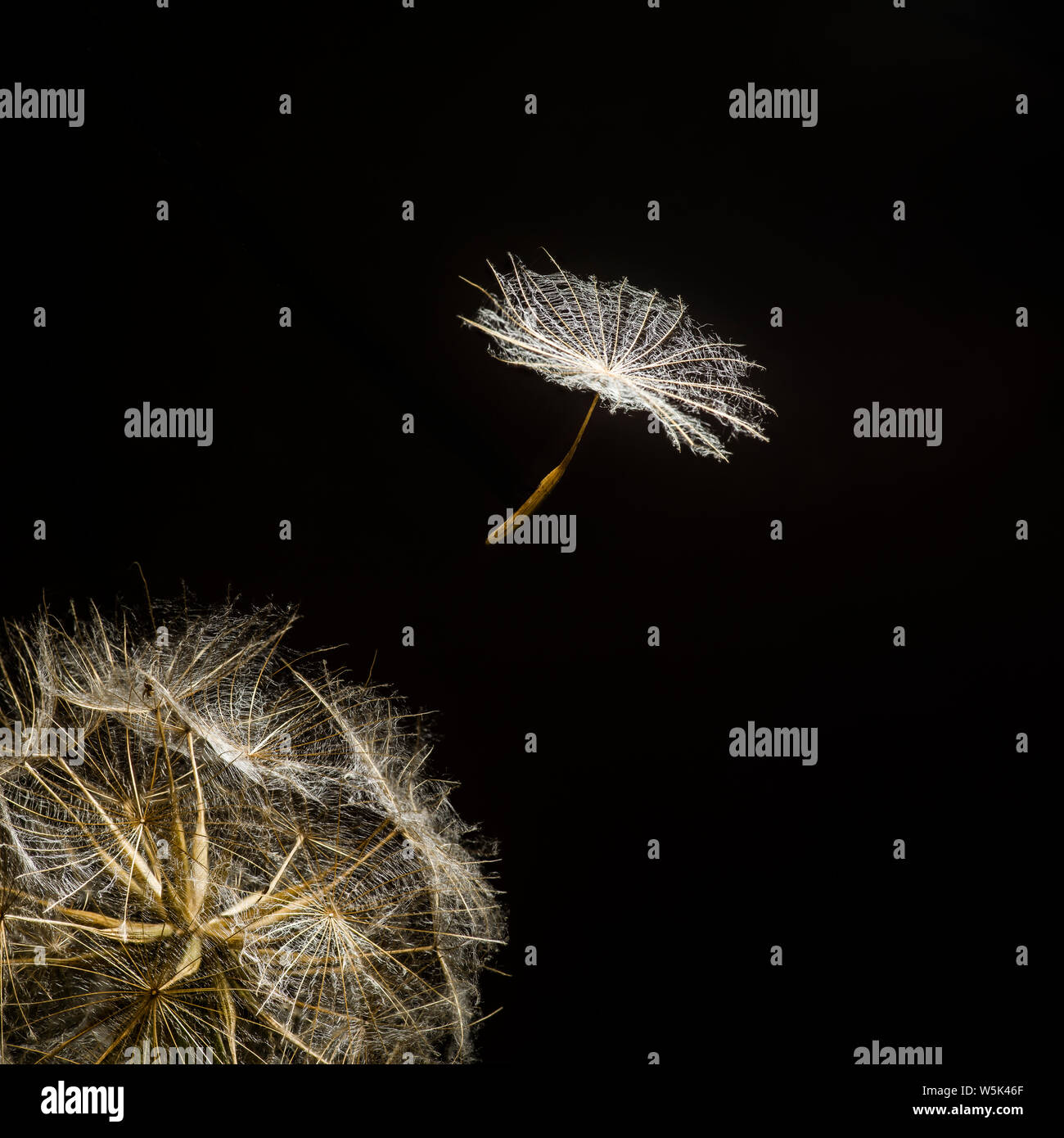 Umbelliferous seed of Meadow Salsify (Tragopogon pratensis) flying away from the seed head against a black background. Stock Photo