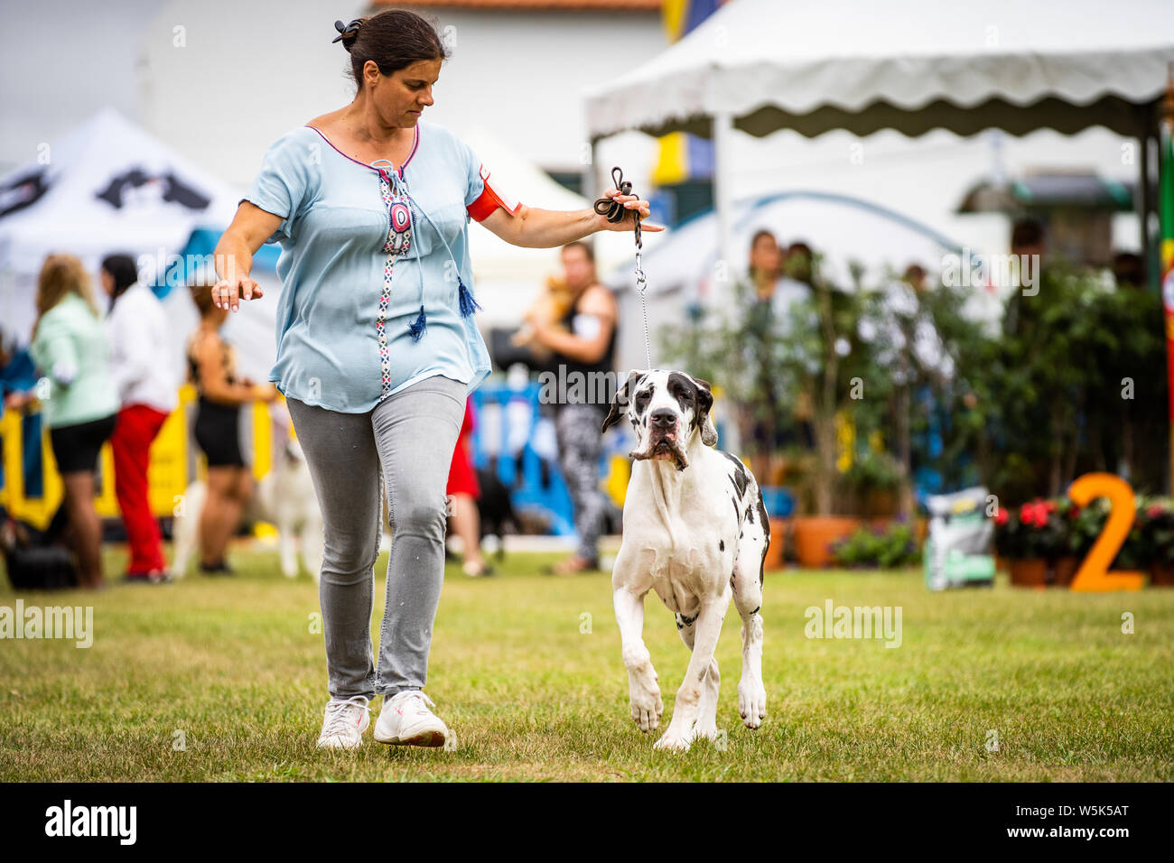 Grand Danois in action during the 38th National Dog Show of Sintra and 36th International Canine Exhibition in Lisbon. Stock Photo