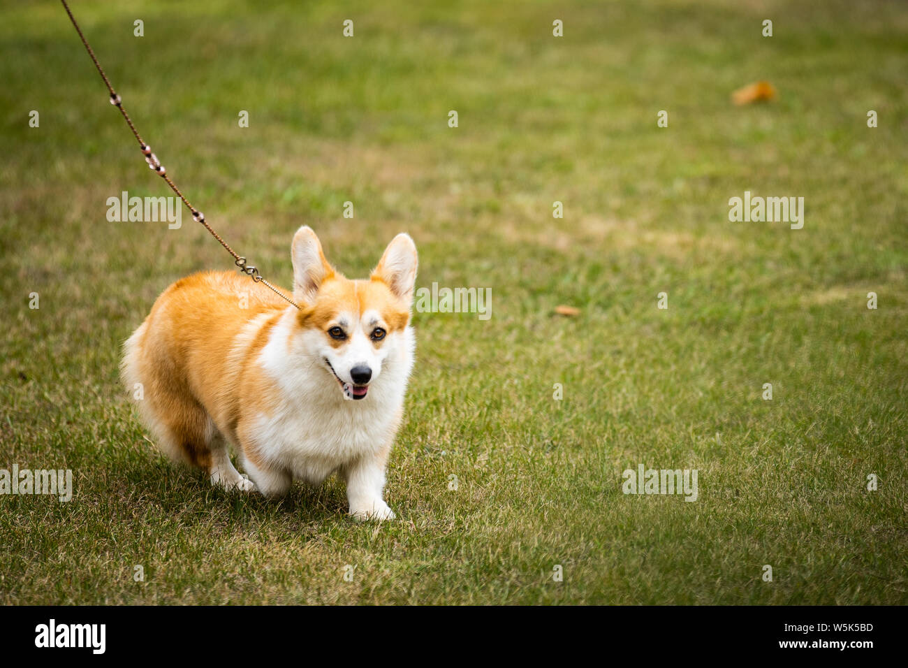 Welsh Corgi Pembroke in action during the 38th National Dog Show of Sintra and 36th International Canine Exhibition in Lisbon. Stock Photo