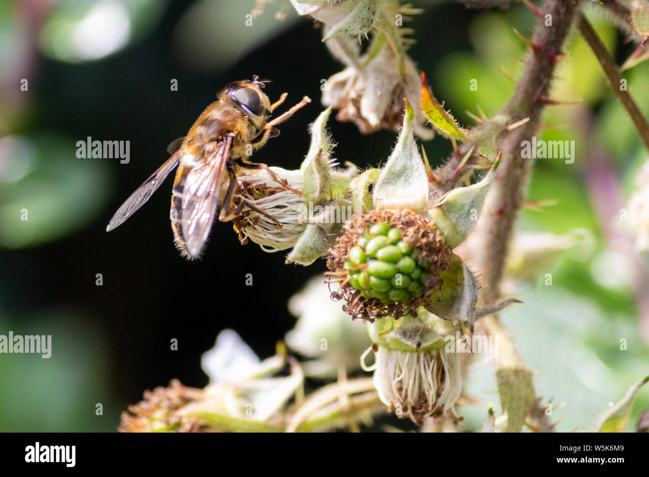 Honey Bee Pollinating Blackberry Bushes Stock Photo