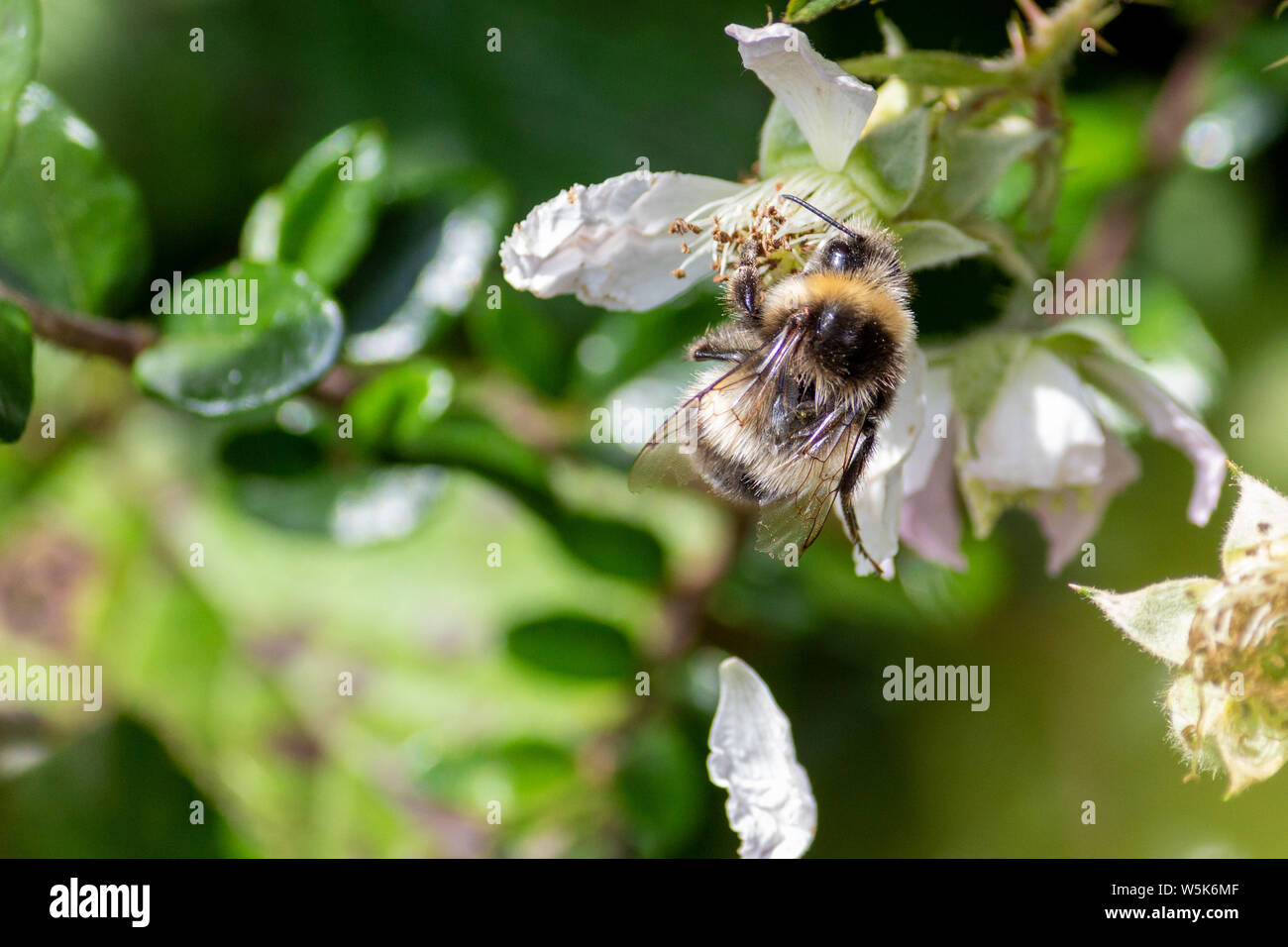 Honey Bee Pollinating Blackberry Bushes Stock Photo