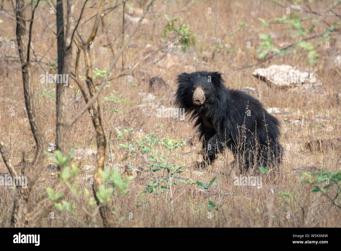 sloth bear, Melursus ursinus, Tadoba Andhari National Park, Chandrapur, Maharashtra, India Stock Photo