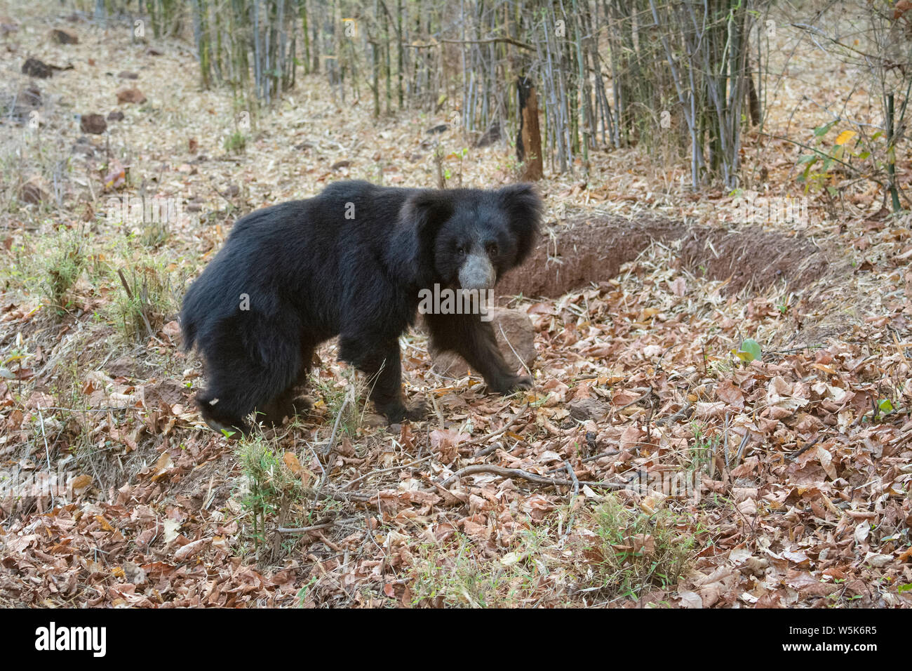 sloth bear, Melursus ursinus, Tadoba Andhari National Park, Chandrapur, Maharashtra, India Stock Photo