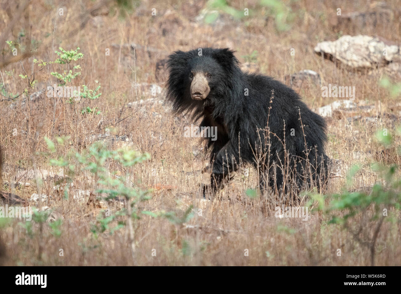 sloth bear, Melursus ursinus, Tadoba Andhari National Park, Chandrapur, Maharashtra, India Stock Photo