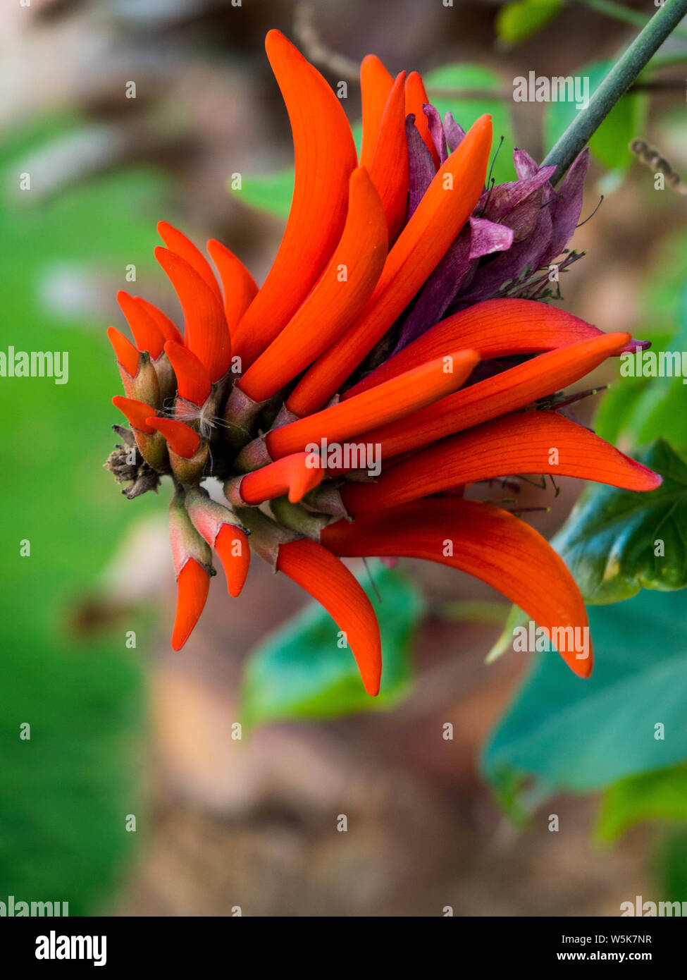 Flower of Erythrina spinosa (Erythrina corallodendrum) with green leaves Stock Photo