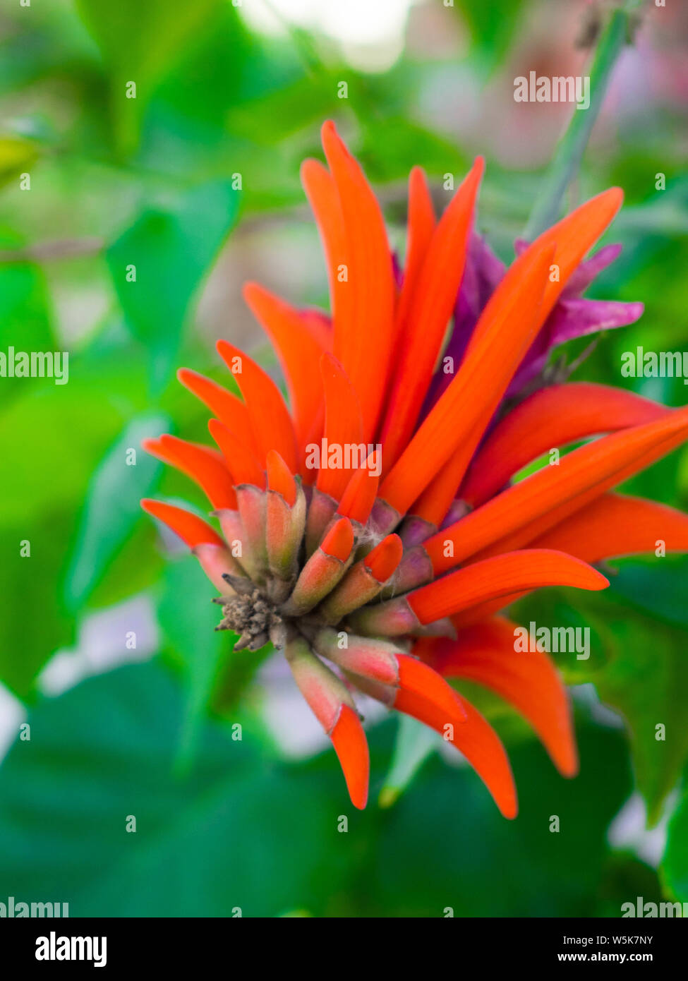 Flower of Erythrina spinosa (Erythrina corallodendrum) with green leaves Stock Photo