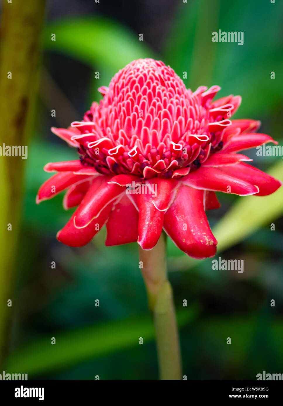 Exotic Red Torch Ginger Flower Blossom Etlingera elatior Stock Photo