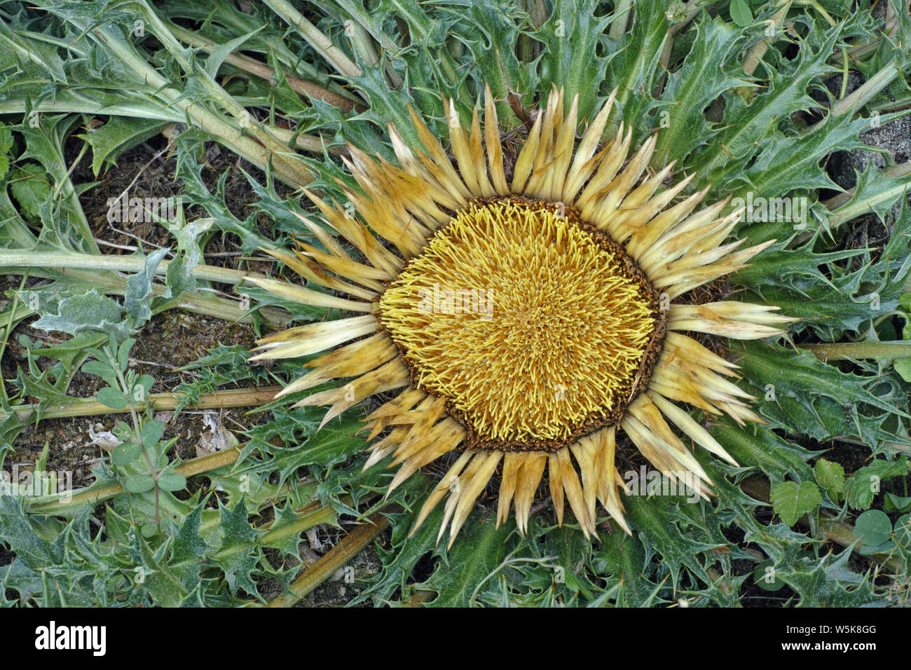 leaves and inflorescence of Carlina acanthifolia Stock Photo