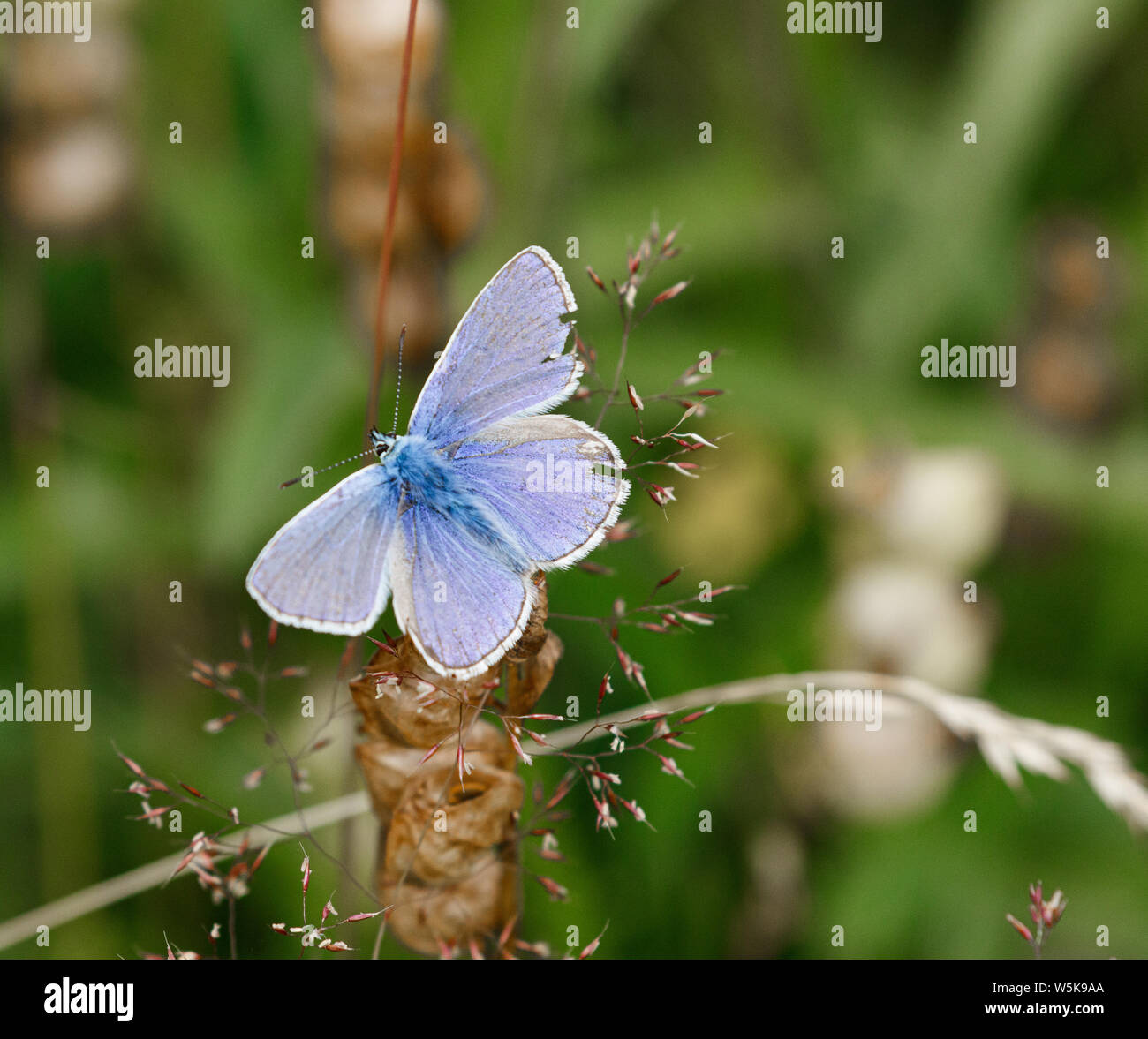 A Male Common Blue Butterfly UK Polyommatus Icarus Stock Photo Alamy a-male-common-blue-butterfly-uk-polyommatus-icarus-stock-photo-alamy