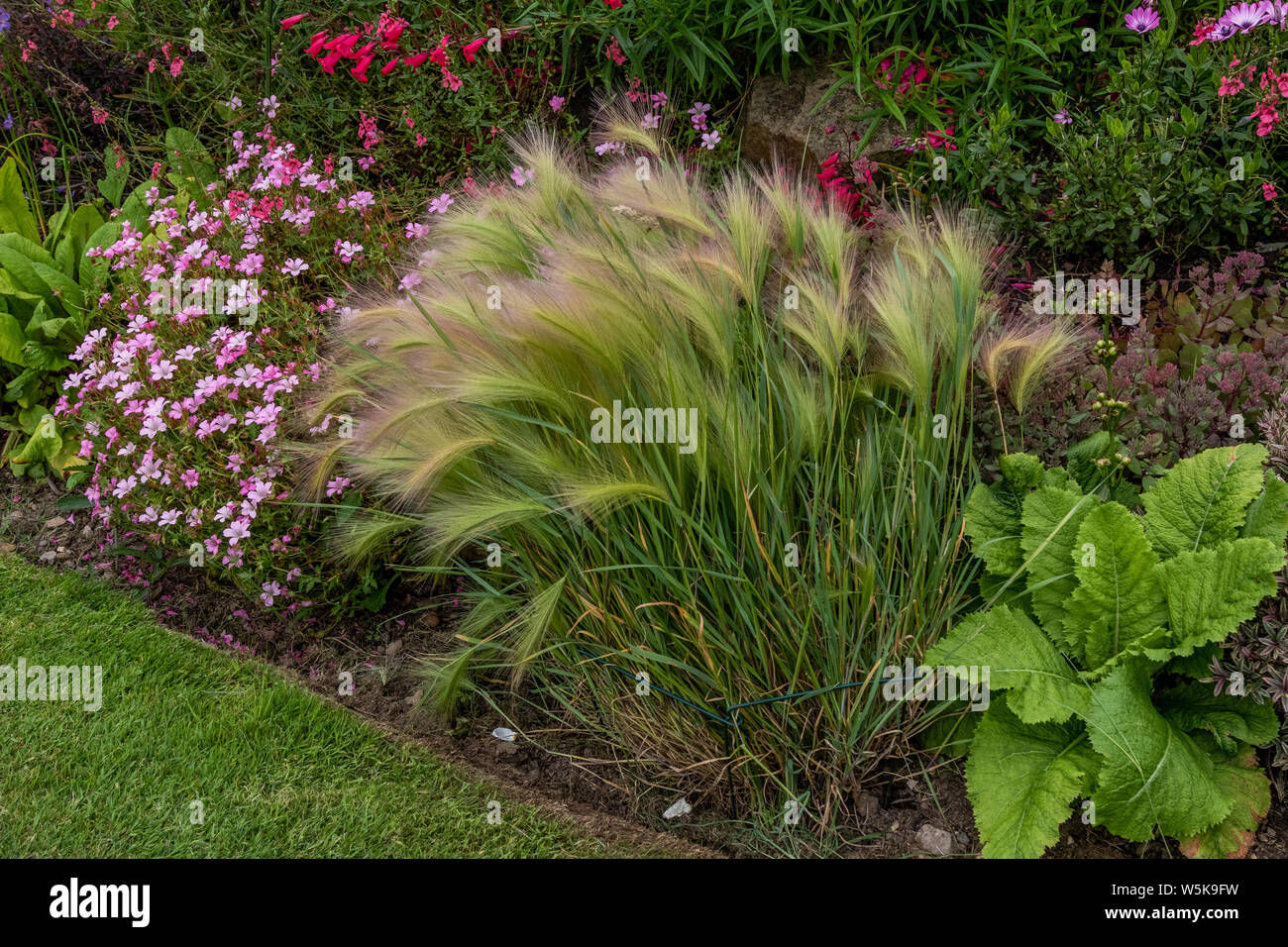 Foxtail Barley at the edge of a perennial border in Yorkshire, England. Stock Photo