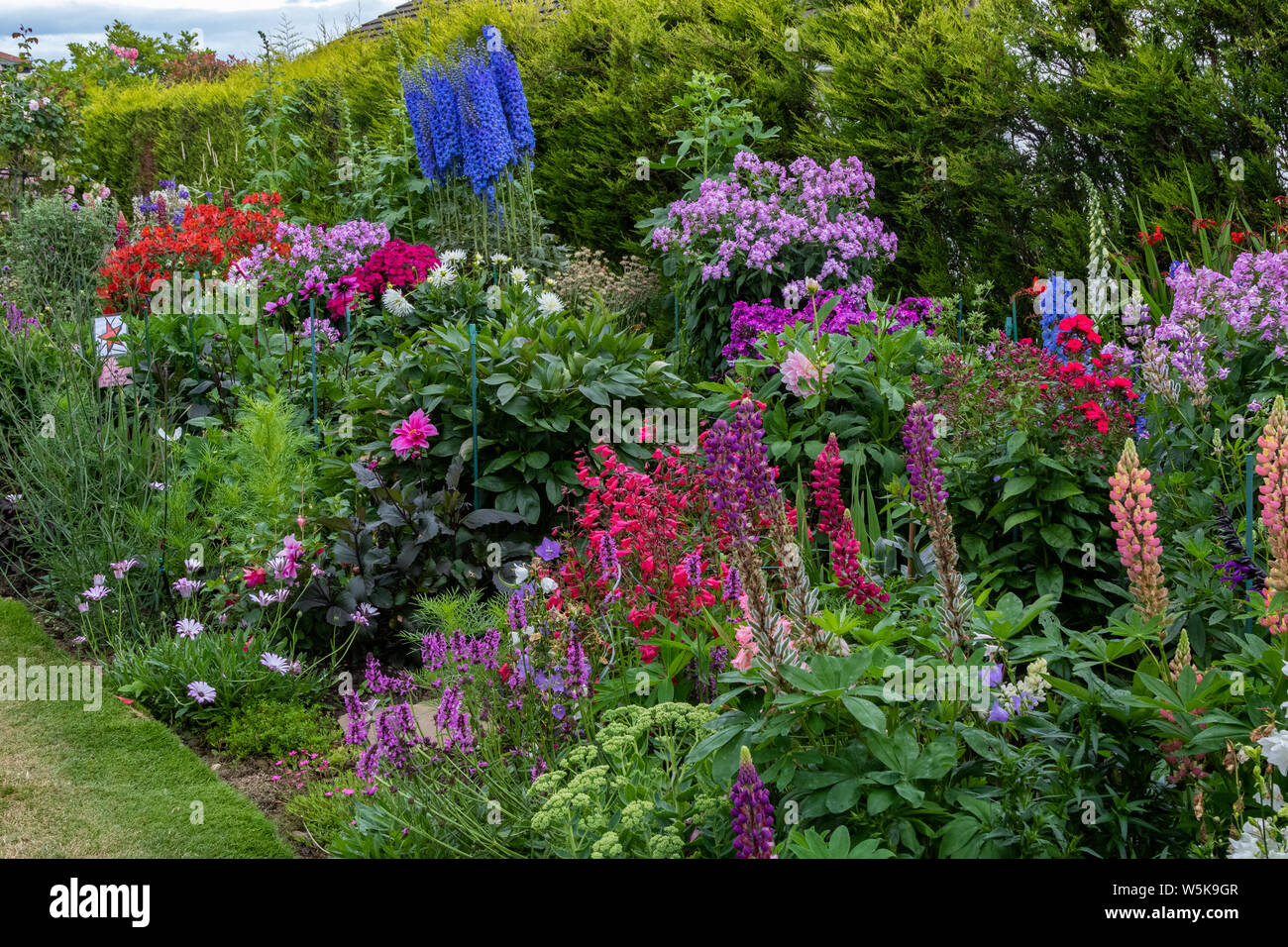 An English garden in summer. A close up on a border of herbaceous perennials in full bloom. Stock Photo