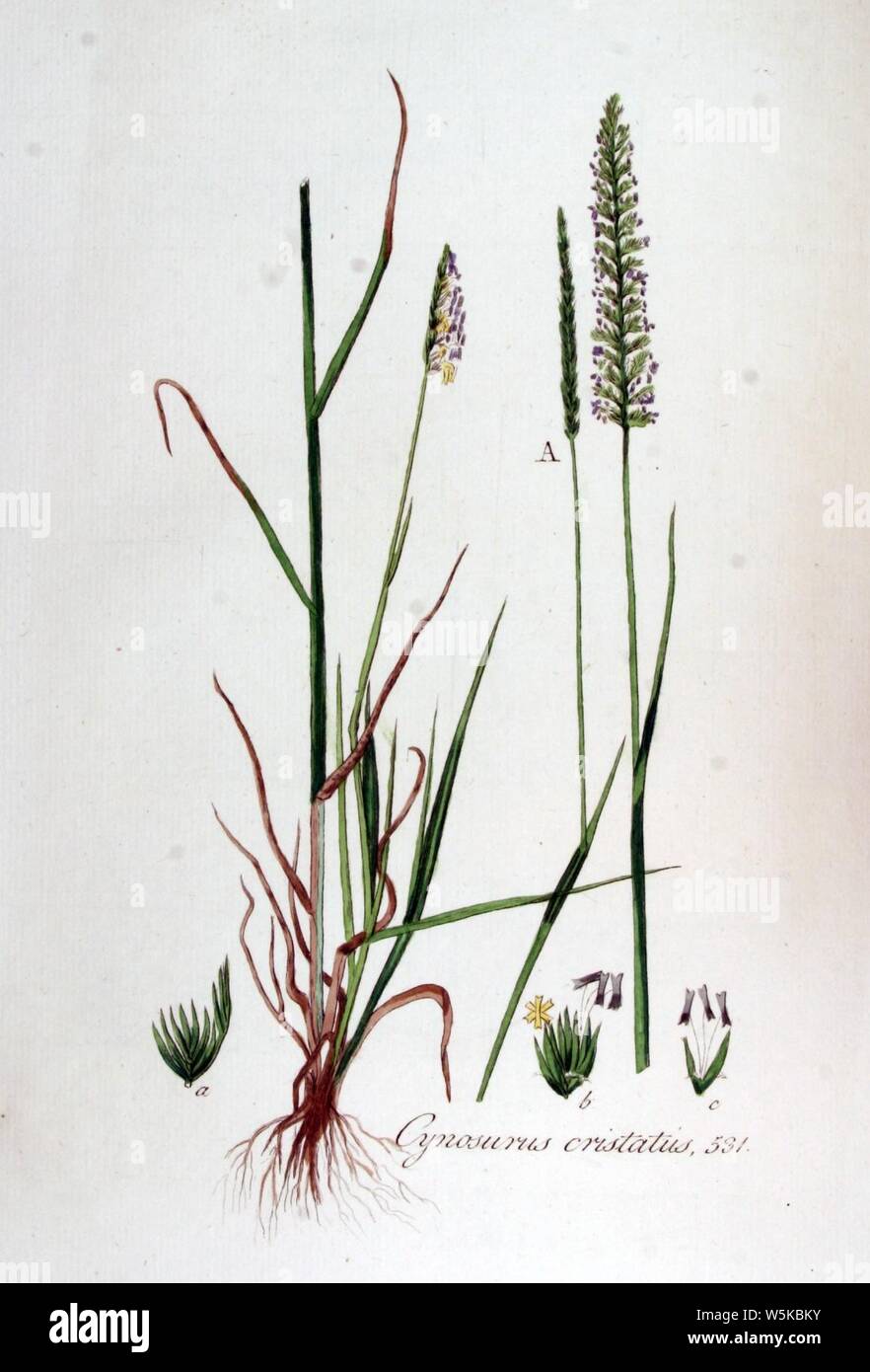 Cynosurus cristatus — Flora Batava — Volume v7. Stock Photo