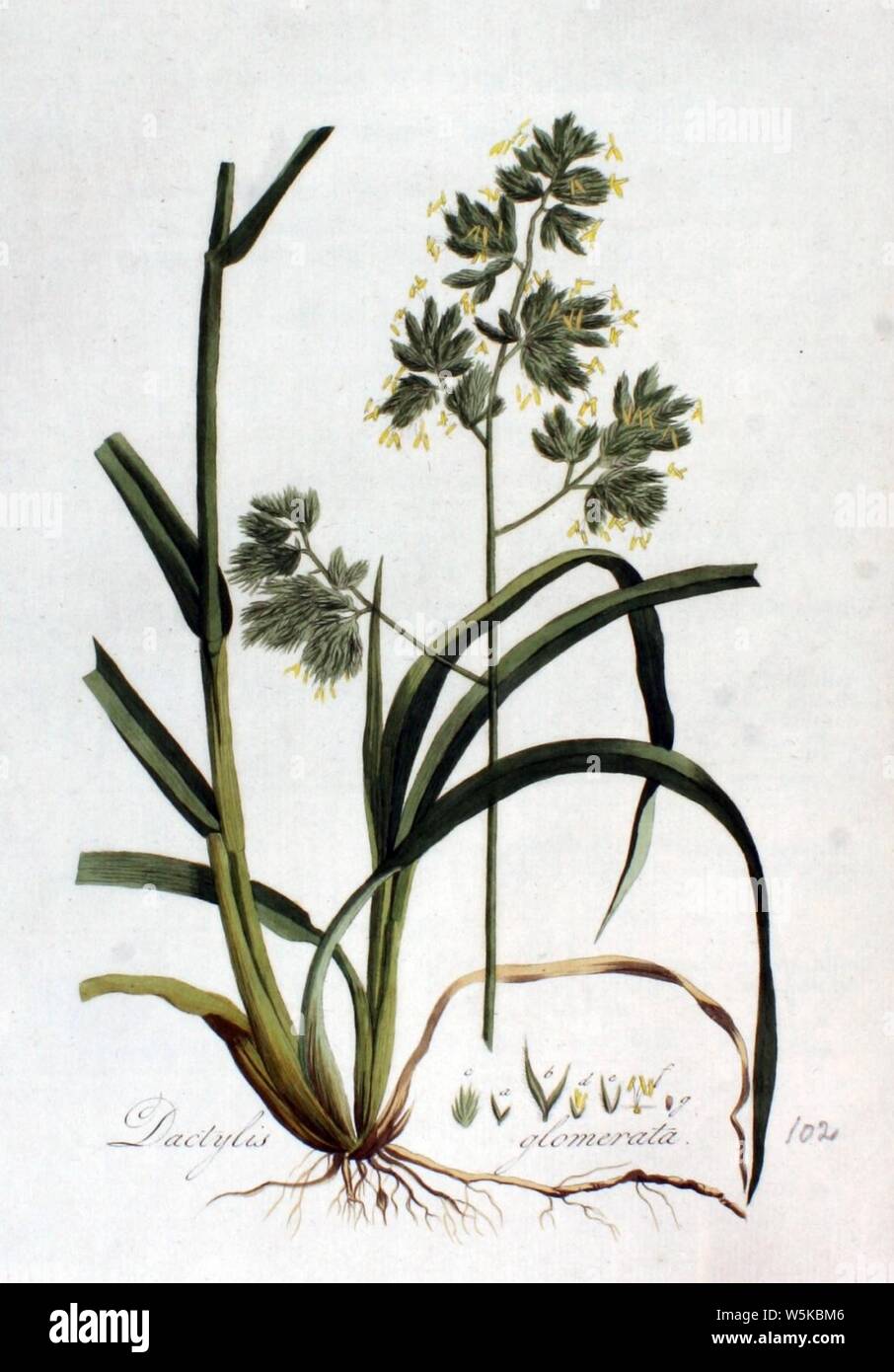 Dactylis glomerata — Flora Batava — Volume v2. Stock Photo